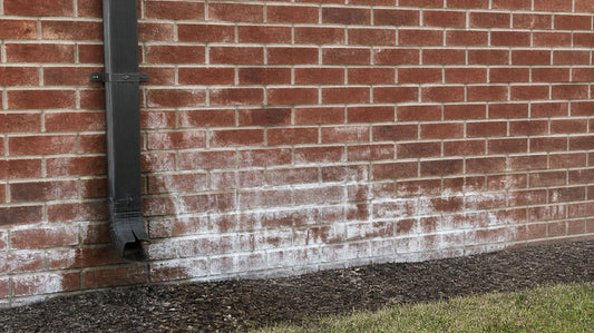 Red brick wall with a white efflorescence bloom spreading across the lower courses, heaviest beside a dark downspout that ends in a crushed, open bottom just above the mulch bed
